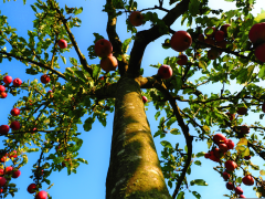 pomme 5 liste